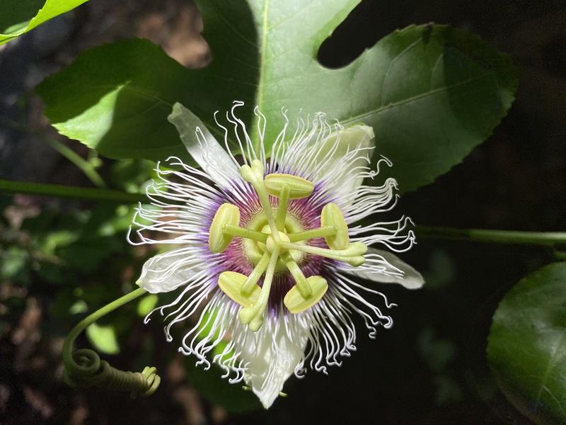 IMG 0485 Large